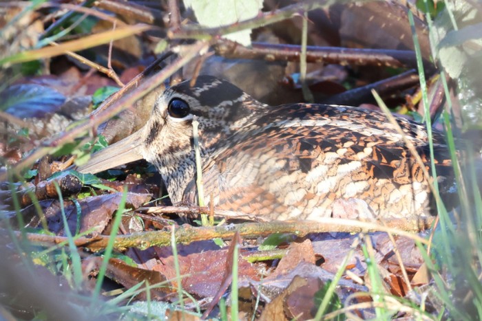 Woodcock