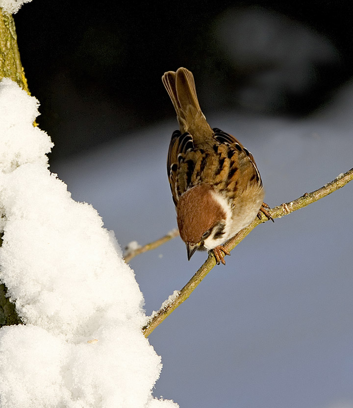 Tree Sparrow