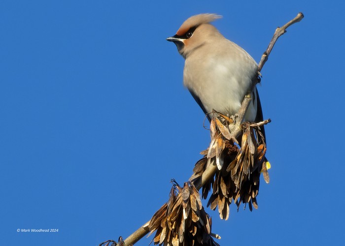 Waxwing