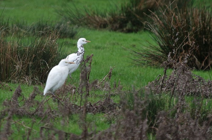 Cattle Egret