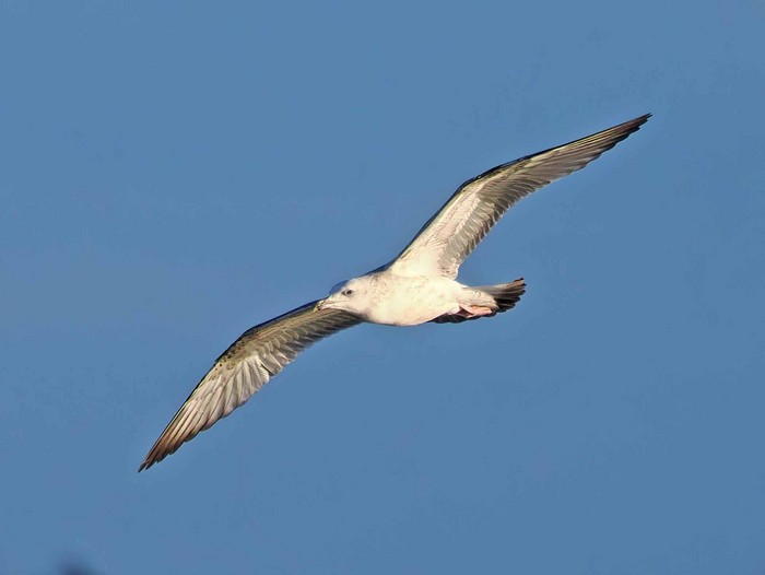 Caspian Gull