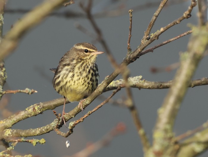 Northern Waterthrush