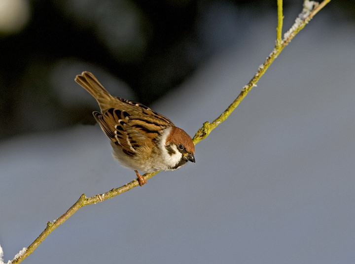 Tree Sparrow