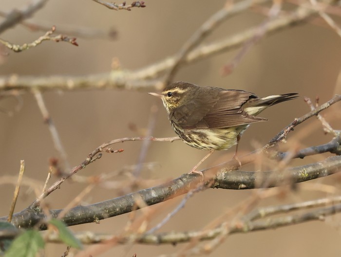 Northern Waterthrush
