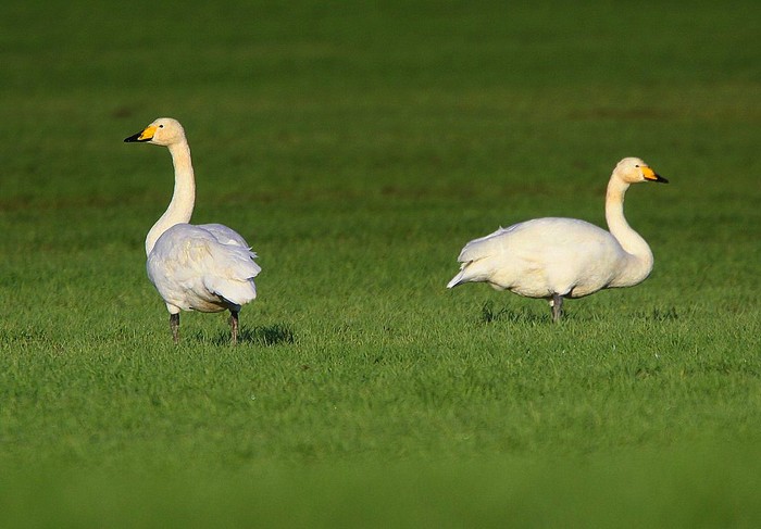 Whooper Swan