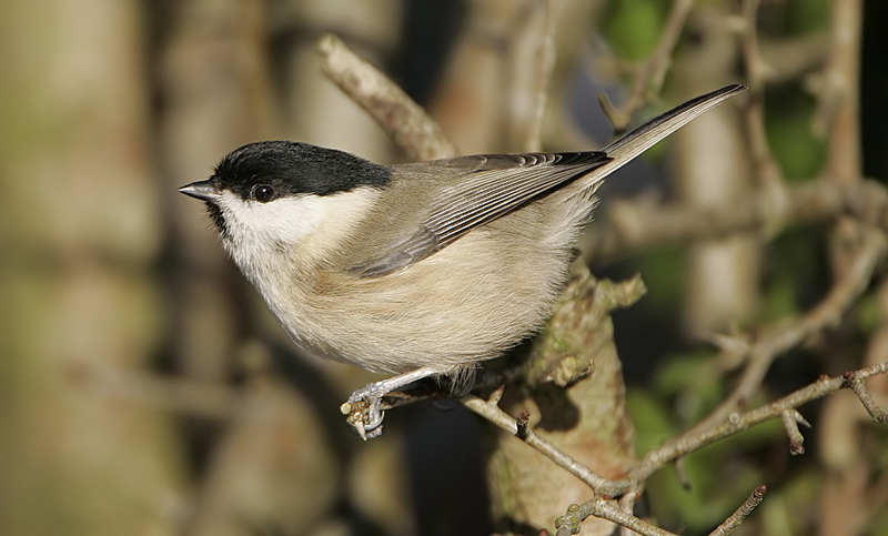 Willow Tit