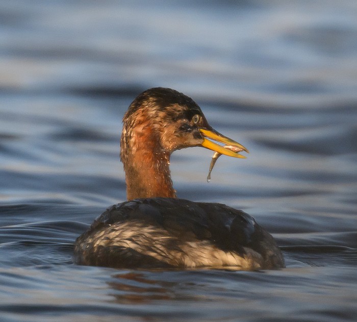 Red-necked Grebe