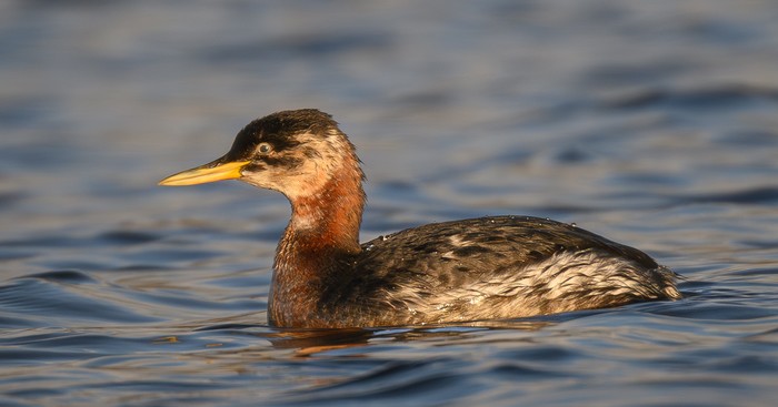Red-necked Grebe