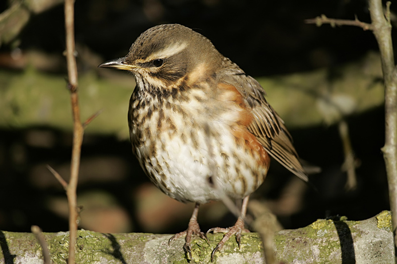 Redwing