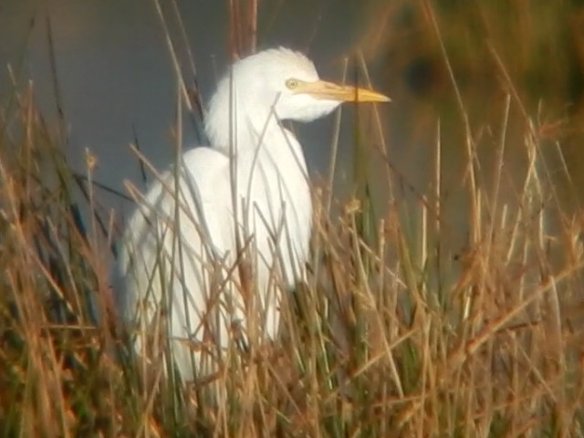 Cattle Egret