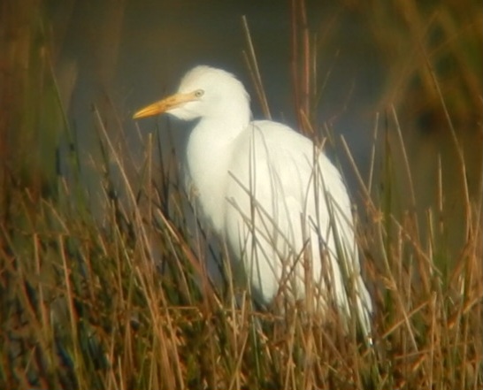 Cattle Egret