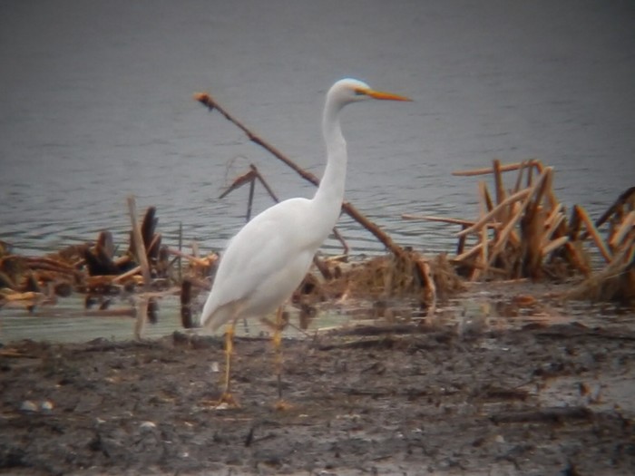 Great White Egret