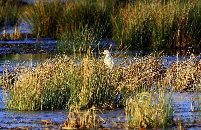 Cattle Egret