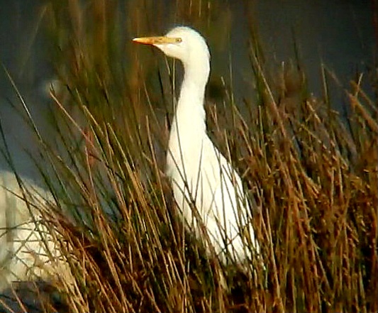 Cattle Egret