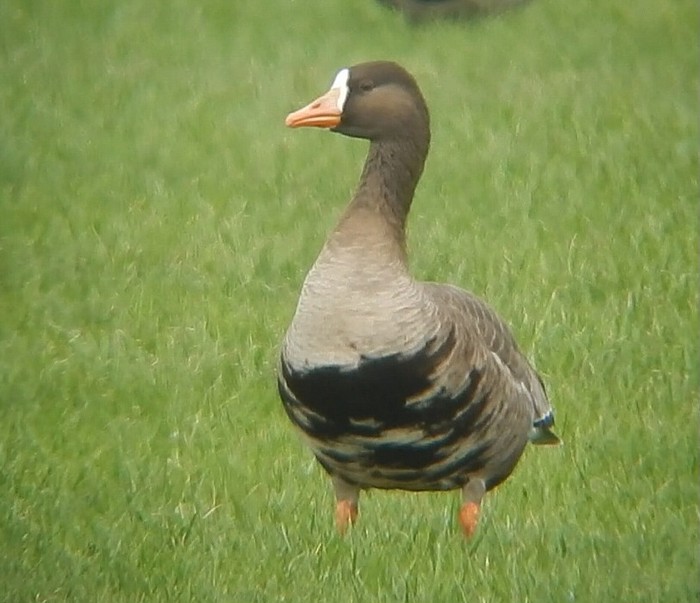 Greenland White-fronted Goose