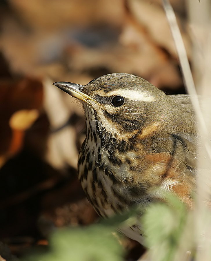 Redwing