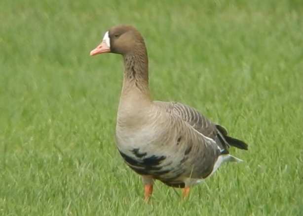 Greenland White-fronted Goose