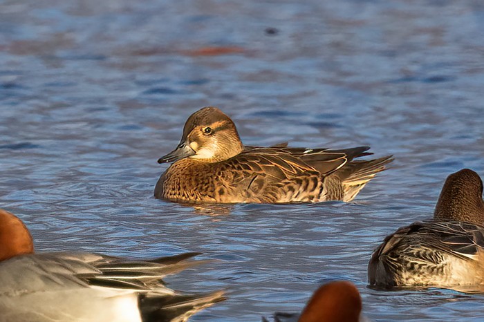 Baikal Teal