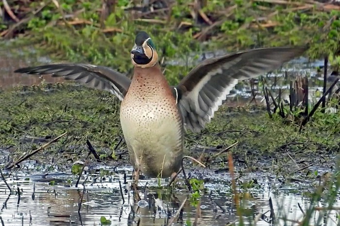 Baikal Teal