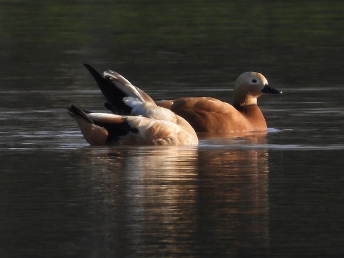 Ruddy Shelduck