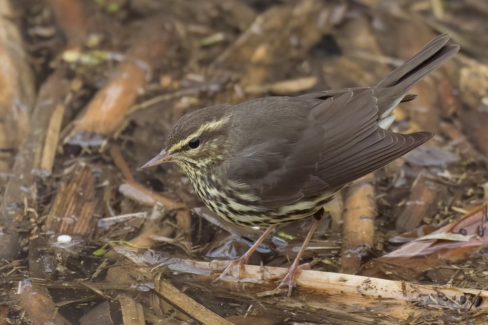 Northern Waterthrush
