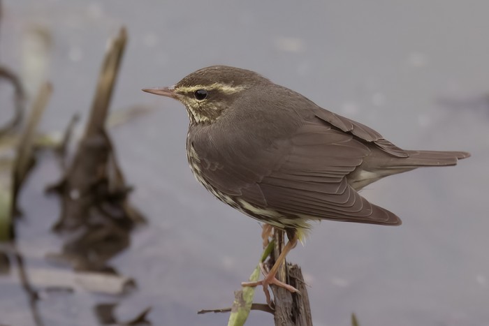 Northern Waterthrush