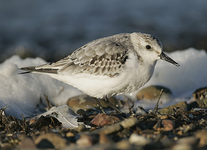 Sanderling