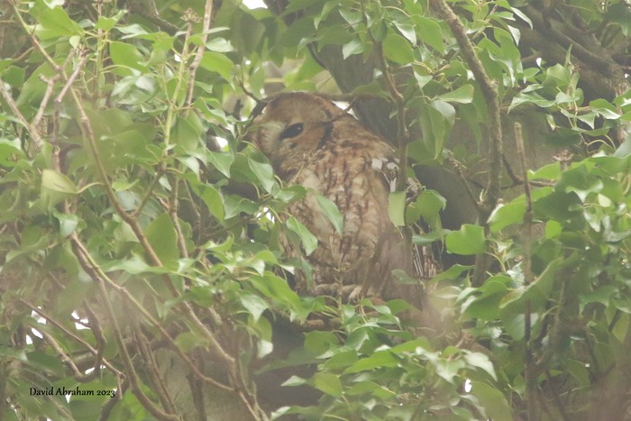 Tawny Owl 