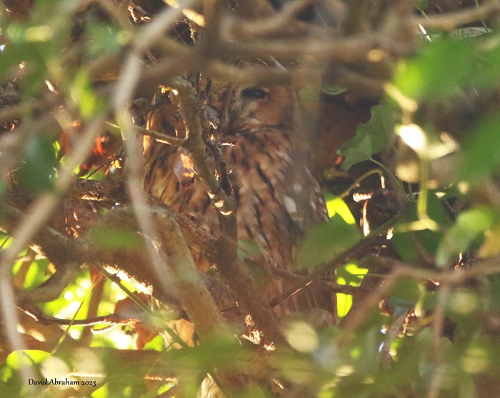 Tawny Owl 