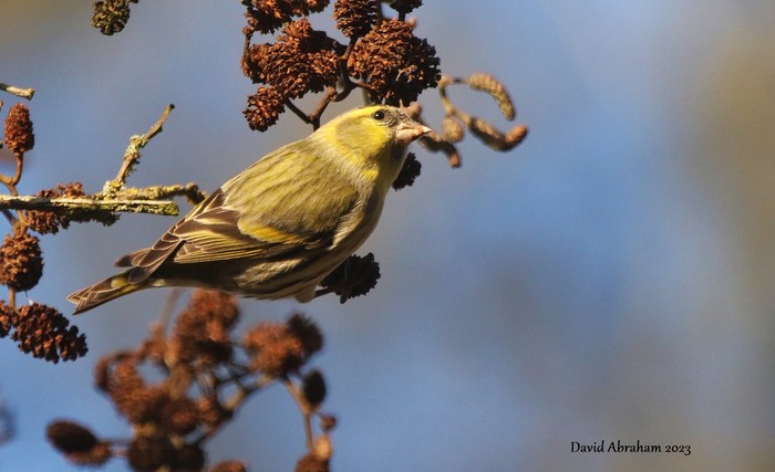 Siskin 