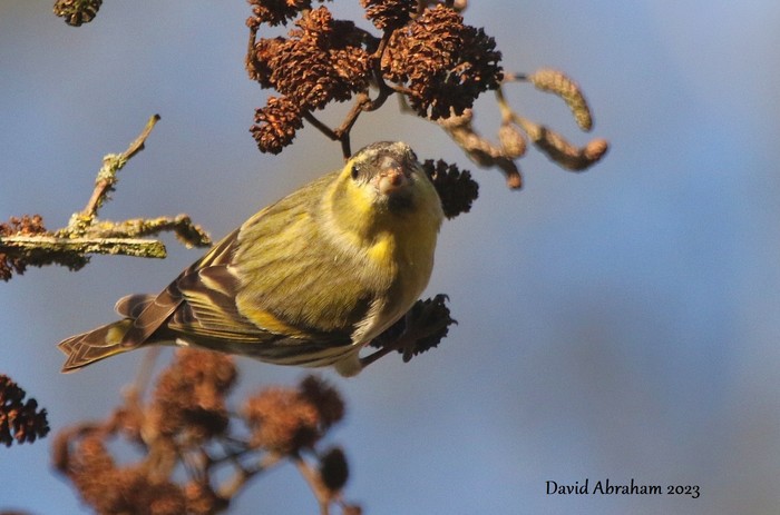 Siskin 