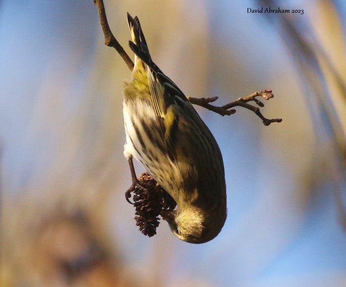 Siskin 