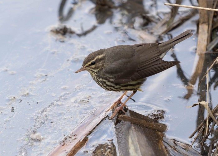 Northern Waterthrush