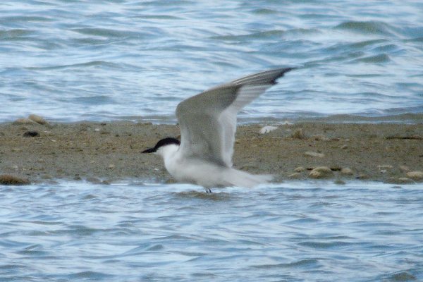 Gull-billed Tern