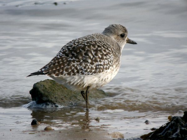 Grey Plover