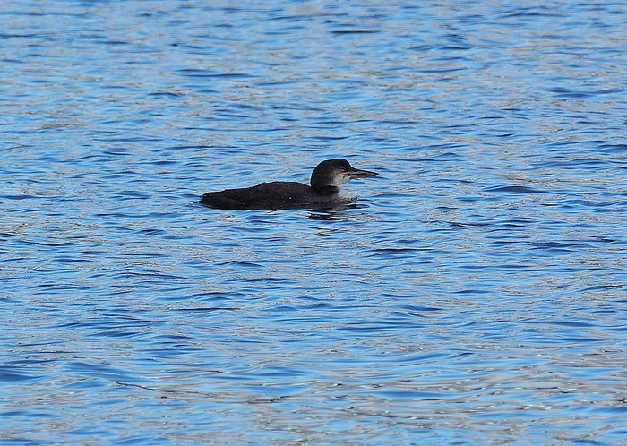 Great Northern Diver