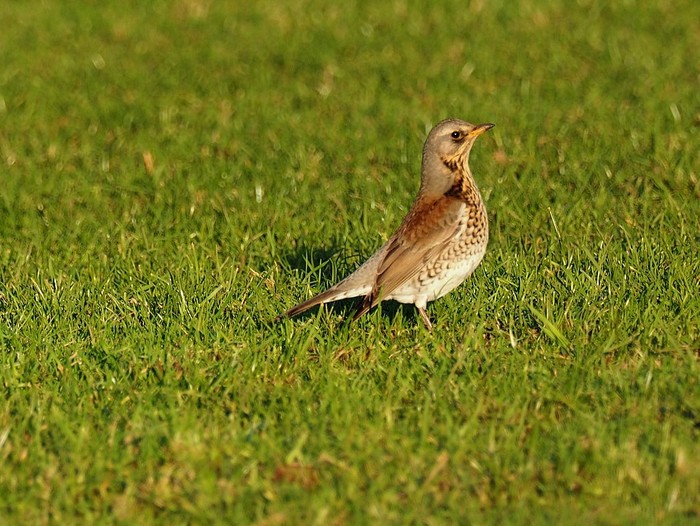 Fieldfare