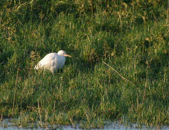 Cattle Egret