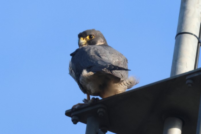 Peregrine