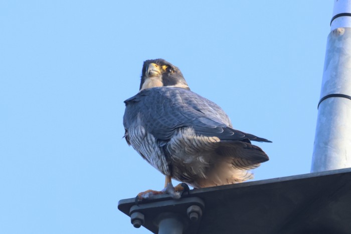 Peregrine