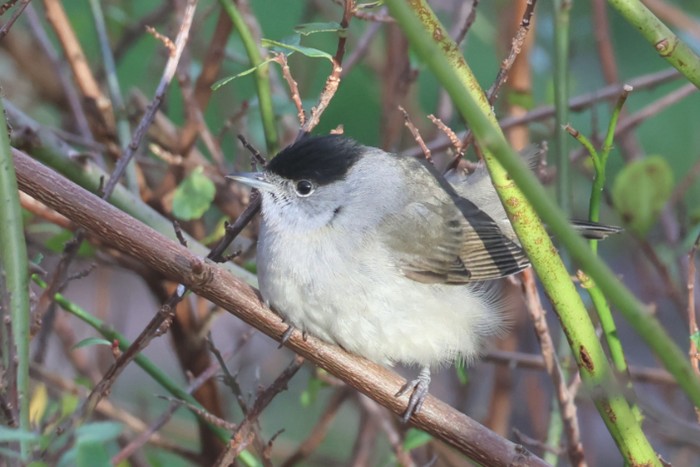 Blackcap