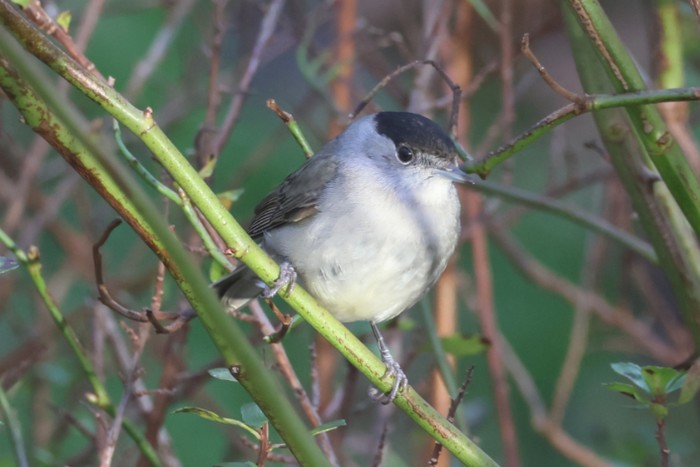 Blackcap