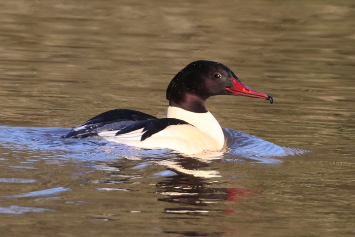 Goosander