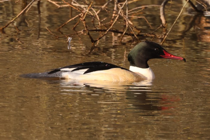 Goosander