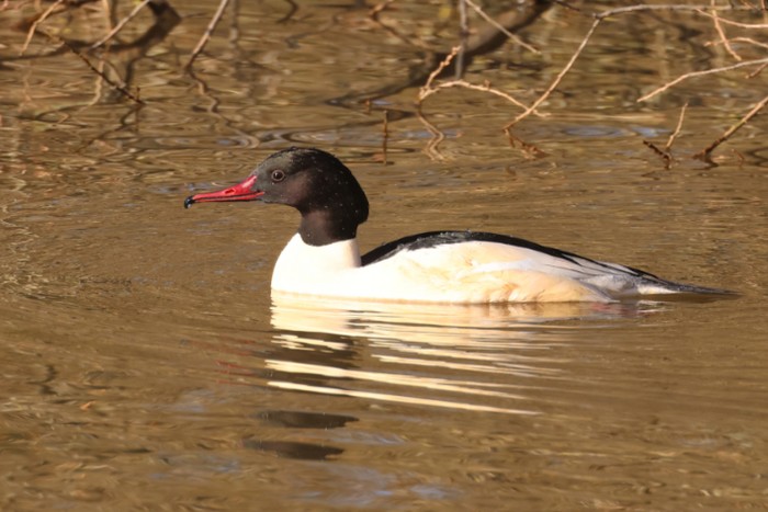 Goosander