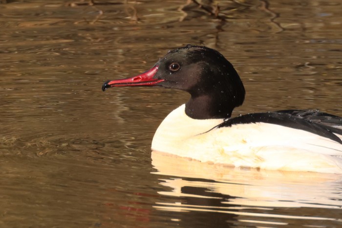 Goosander