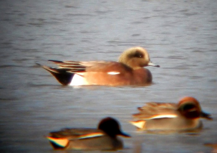 American Wigeon