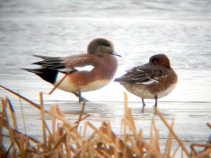 American Wigeon