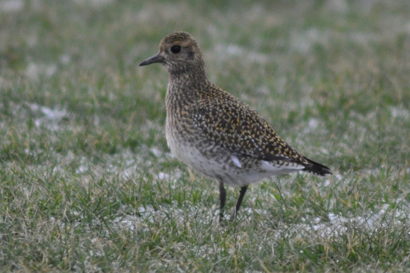 Golden Plover