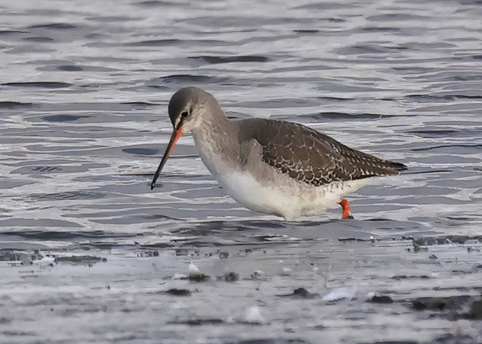 Spotted Redshank